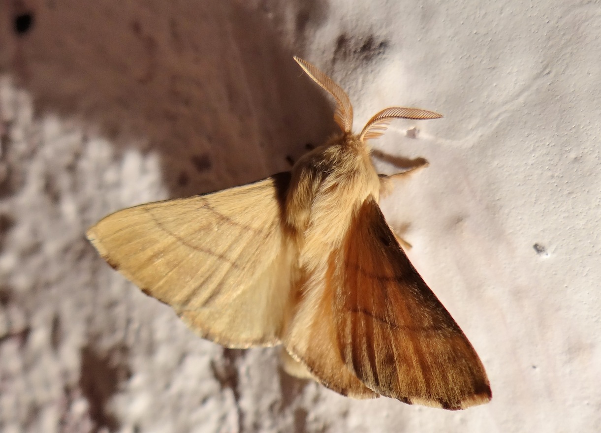 Falene di Sardegna-3 Malacosoma neustria